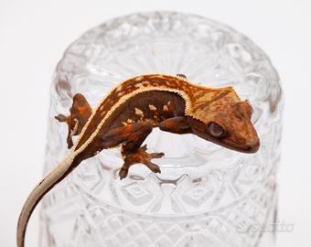 Geco ciliatus