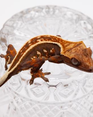 Geco ciliatus