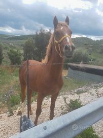 Puledro di 1 anno