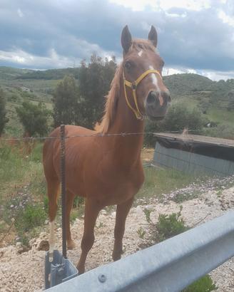 Puledro di 1 anno