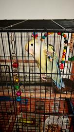 Inseparabili più gabbia