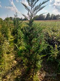 Leylandii