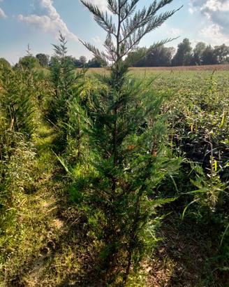 Leylandii