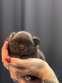 Chihuahua cioccolato