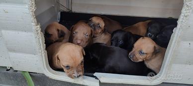 Cuccioli Pitbull
