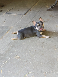 Bulldog francese Exotica