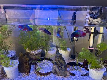 Betta splendents