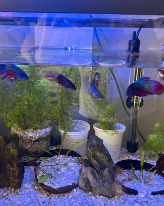 Betta splendents