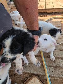 Cuccioli di maremmano