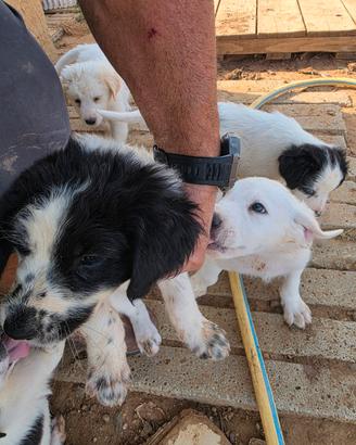 Cuccioli di maremmano