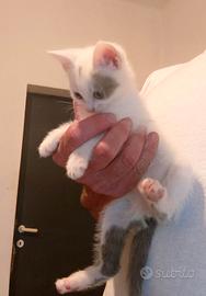 Gattino di 2 mesi