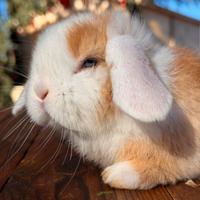 Coniglio ariete nano