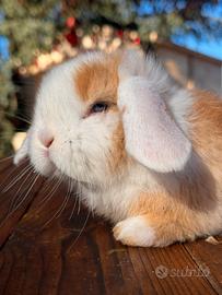 Coniglio ariete nano