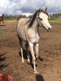 CAVALLA ARABA