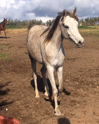 CAVALLA ARABA