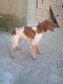 Breton tre anni pronto caccia