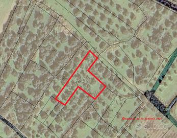 Oliveto di 15 piante agro di Cabras