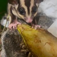 Petauro dello zucchero