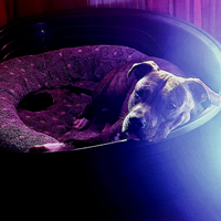 Pittbull maschio disponibile per monta