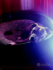Pittbull maschio disponibile per monta