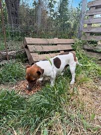 Jack Russell pelo raso zampa corta