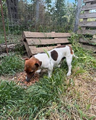 Jack Russell pelo raso zampa corta