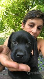 Cuccioli di Labrador Retriever
