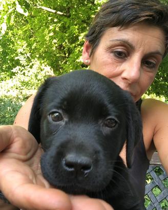 Cuccioli di Labrador Retriever