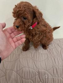 Barboncino cucciolo con pedigree