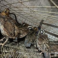 Colini della Virginia