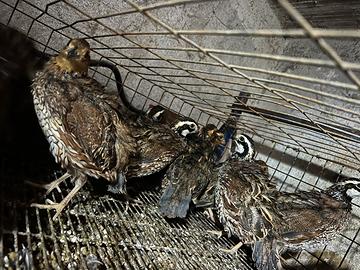 Colini della Virginia