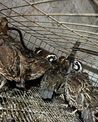 Colini della Virginia