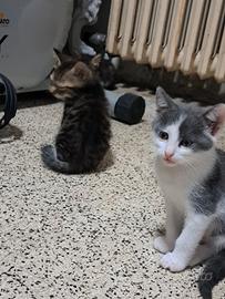 Gattini giocherelloni