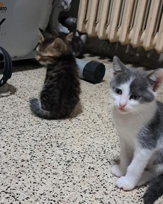 Gattini giocherelloni
