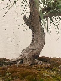Bonsai pino nero