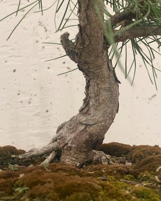 Bonsai pino nero