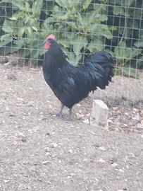 Coppia australlorp 