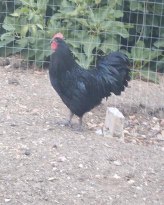 Coppia australlorp 