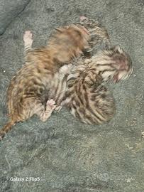 Gatti del Bengala