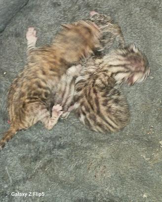 Gatti del Bengala