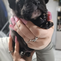 Bulldog francese