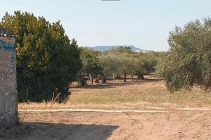 Terreno agricolo zona paip ii mt