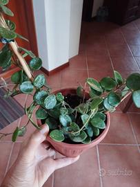 Hoya Mathilda splash