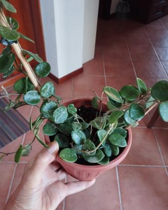 Hoya Mathilda splash