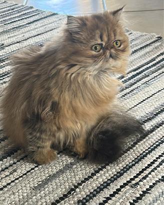 Gatta Persiana per accoppiamento