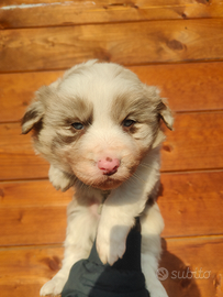 Border Collie femmina Pedigree