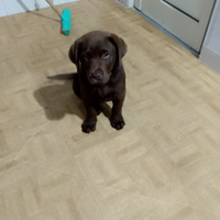 Labrador cioccolato maschio due mesi
