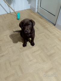 Labrador cioccolato maschio due mesi
