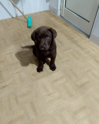 Labrador cioccolato maschio due mesi