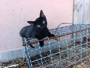 Cuccioli gattini nerini